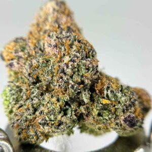 CITRUS EXPLOSION🍊💥