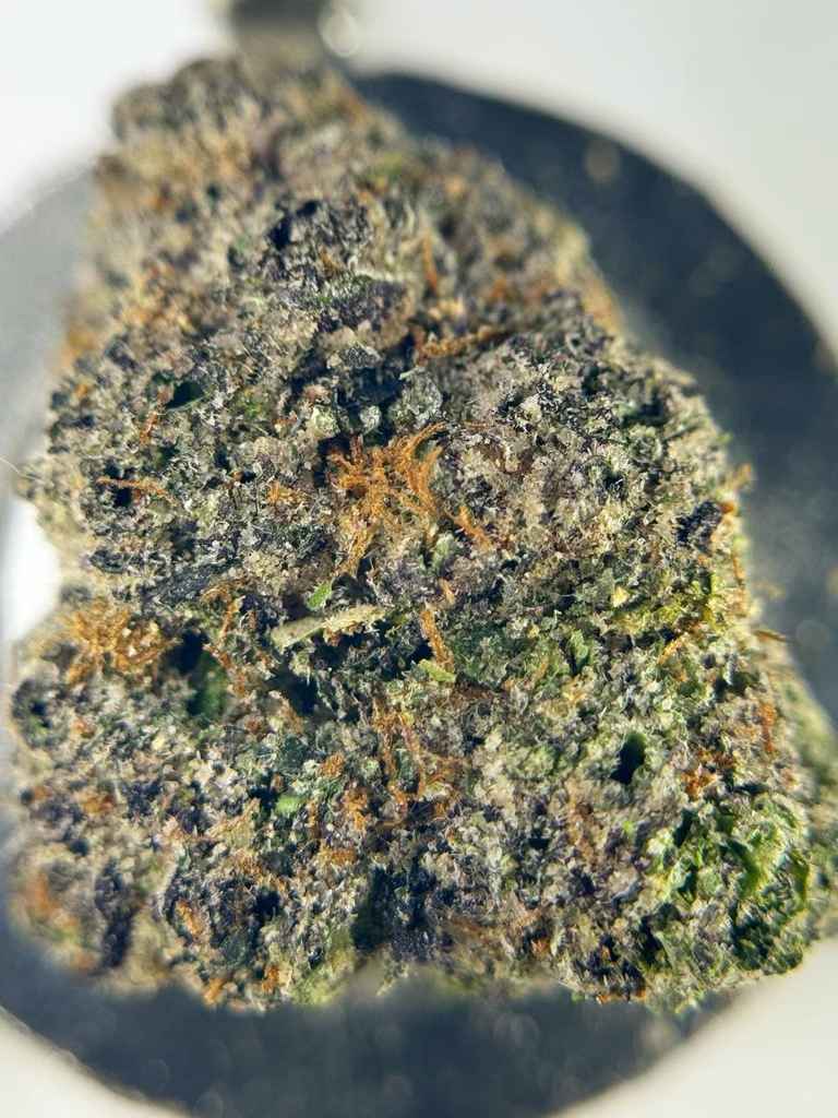 LEMON CANDY GUMDROPZ🍋🍭