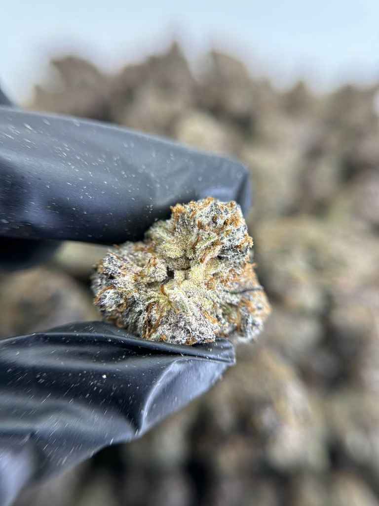 LEMON VUITTON🍋👜