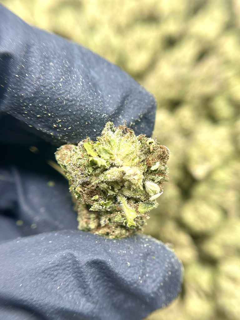 FORBIDDEN NECTAR🍯🔮