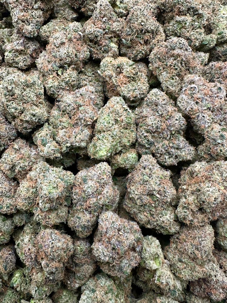 ROYAL BERRY GELATO 👑🍧