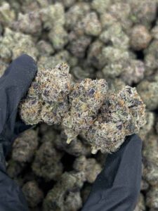 BLUEBERRY BUBBLEGUM by Cookies 🫐🍪