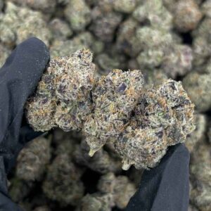 BLUEBERRY BUBBLEGUM by Cookies 🫐🍪