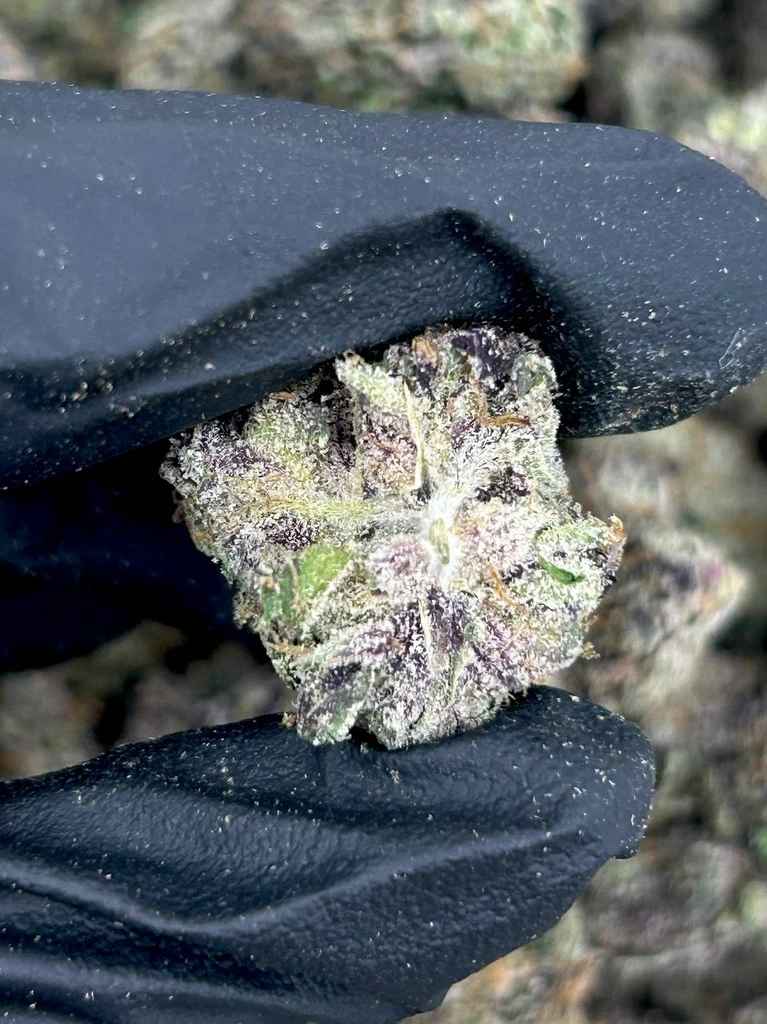 BLUEBERRY BUBBLEGUM by Cookies 🫐🍪 - Image 2