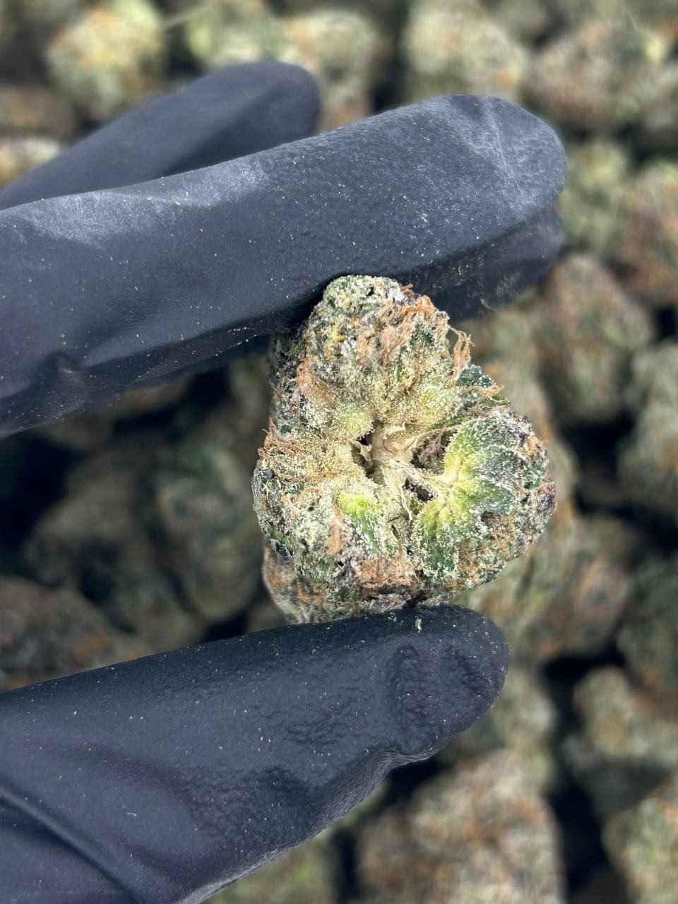 BAJA BOMB π΄π£ - Image 2