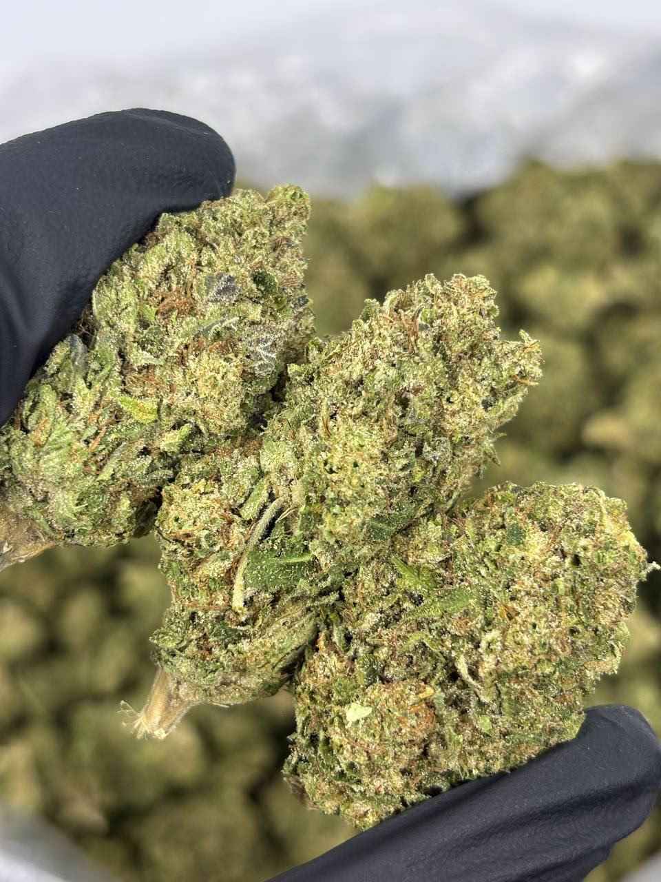 APPLE MINTZ 🍎🍏