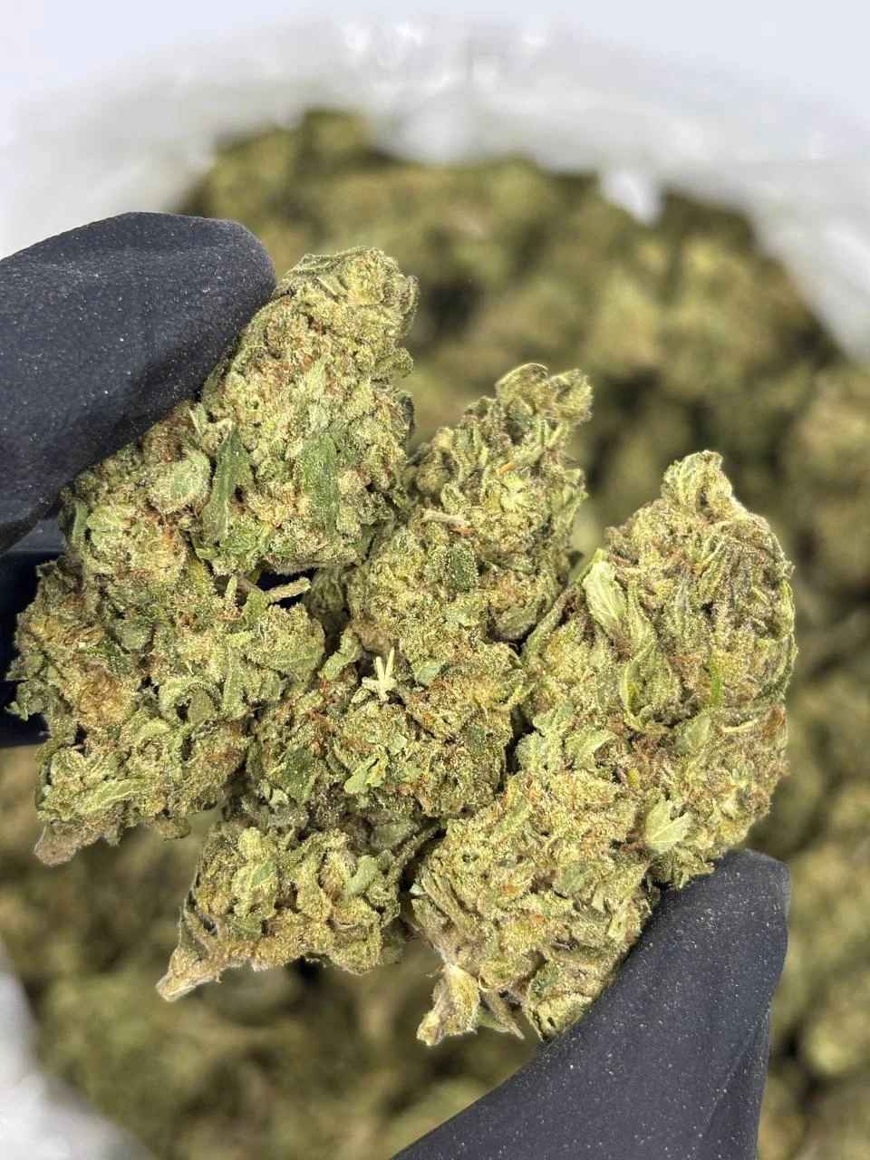 JUNGLE FRUIT 🌴🥥