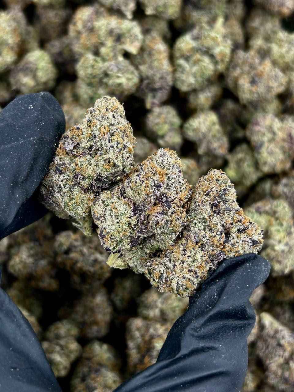 CHERRY BURST 🍒💥