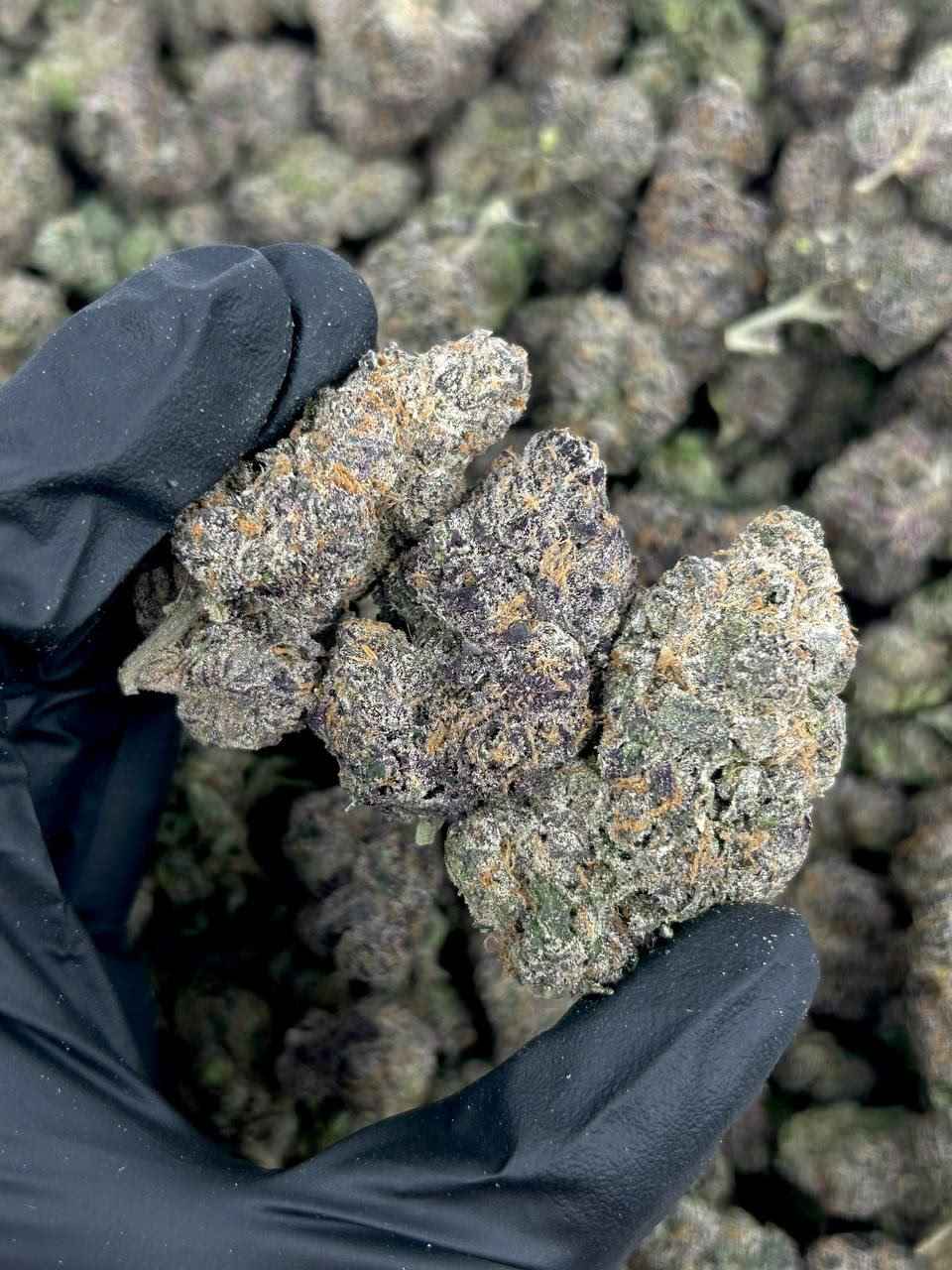 BLUE DIESEL 💙⛽️