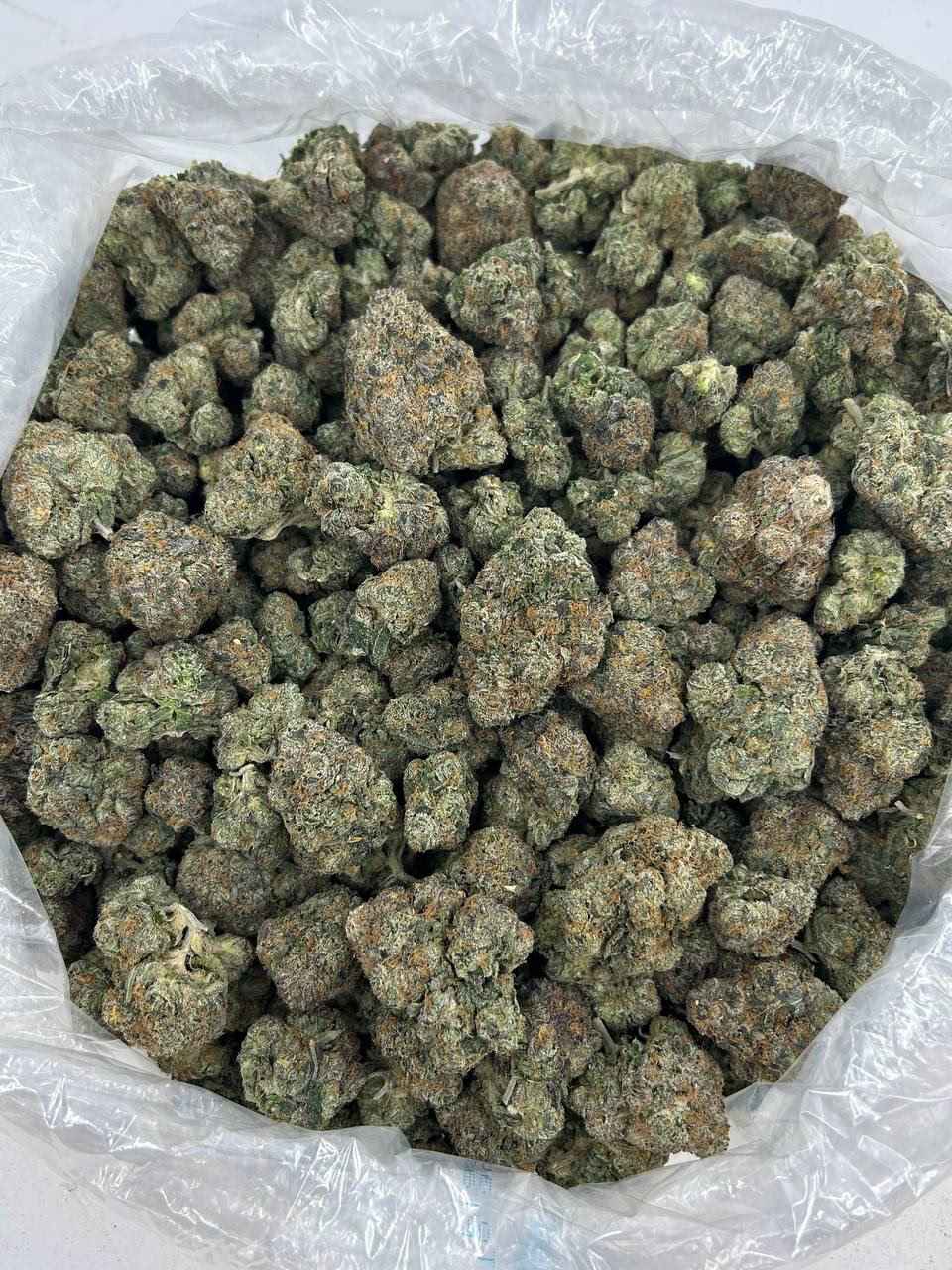 BAJA BOMB π΄π£ - Image 3