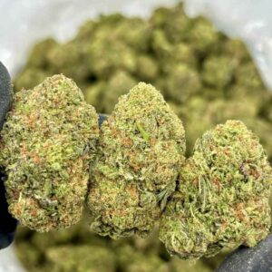 PREMIUM JACK 🦨⛽️