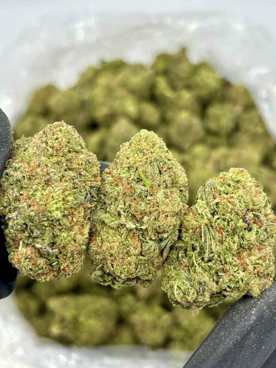 PREMIUM JACK 🦨⛽️