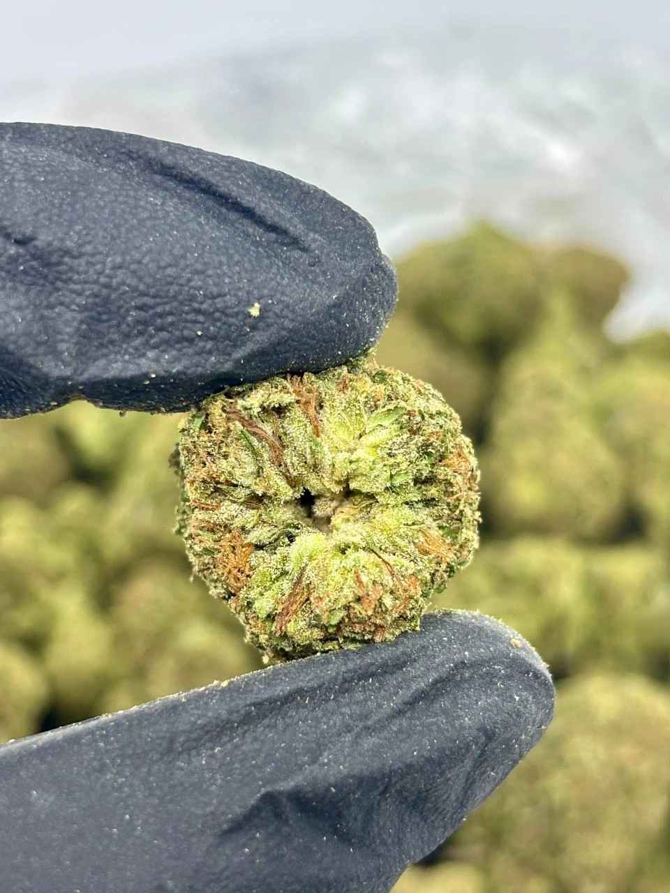 PURPLE MONSTER 🍇👻