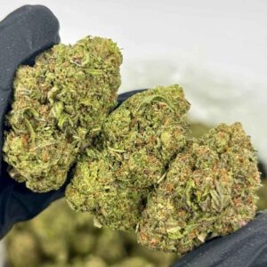 ORANGE MALT 🍊🧡