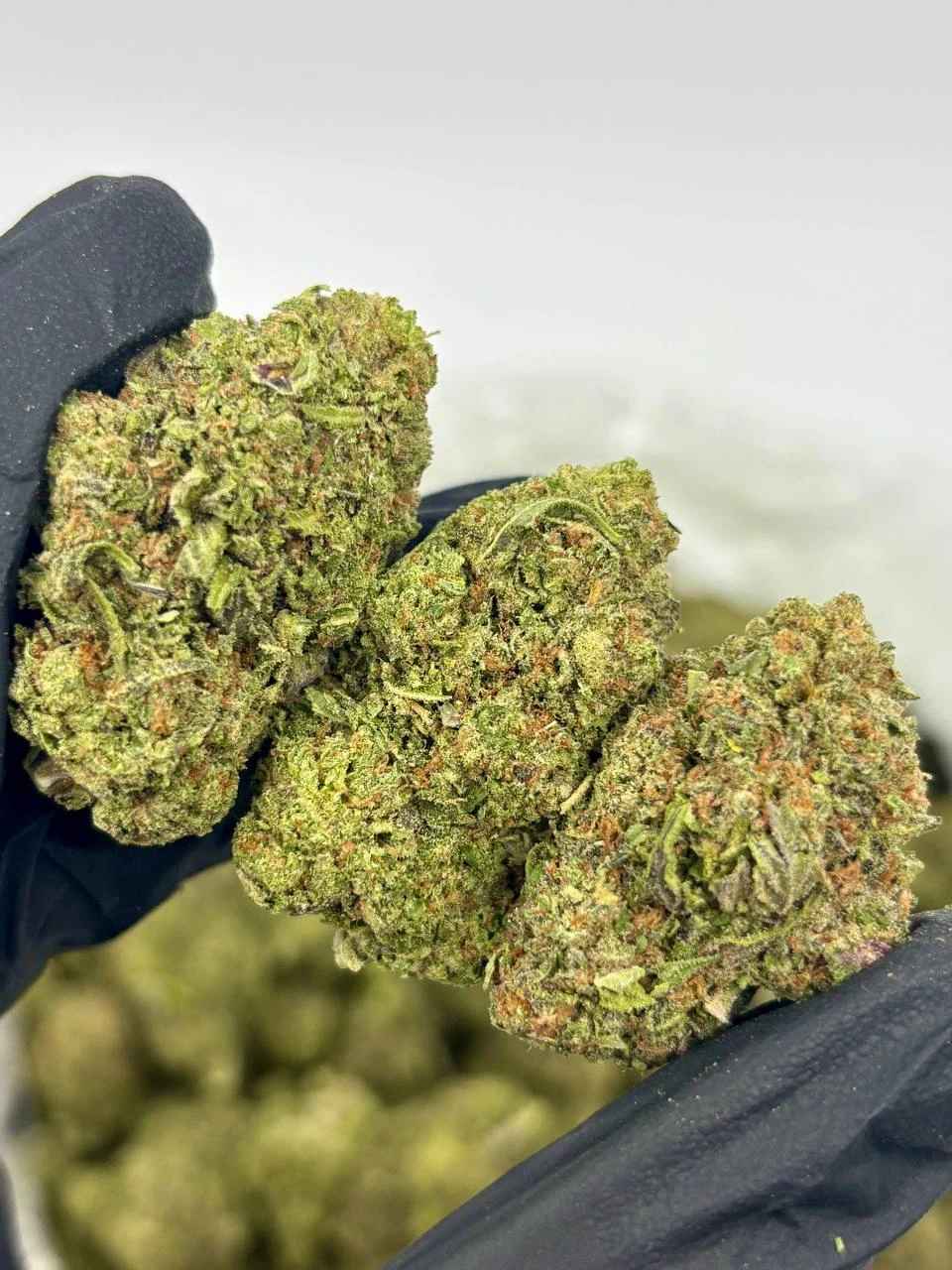 ORANGE MALT 🍊🧡