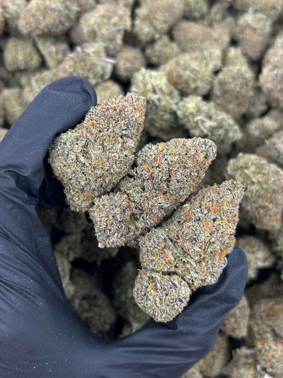 FROSTED FAYGO 🥶🥤