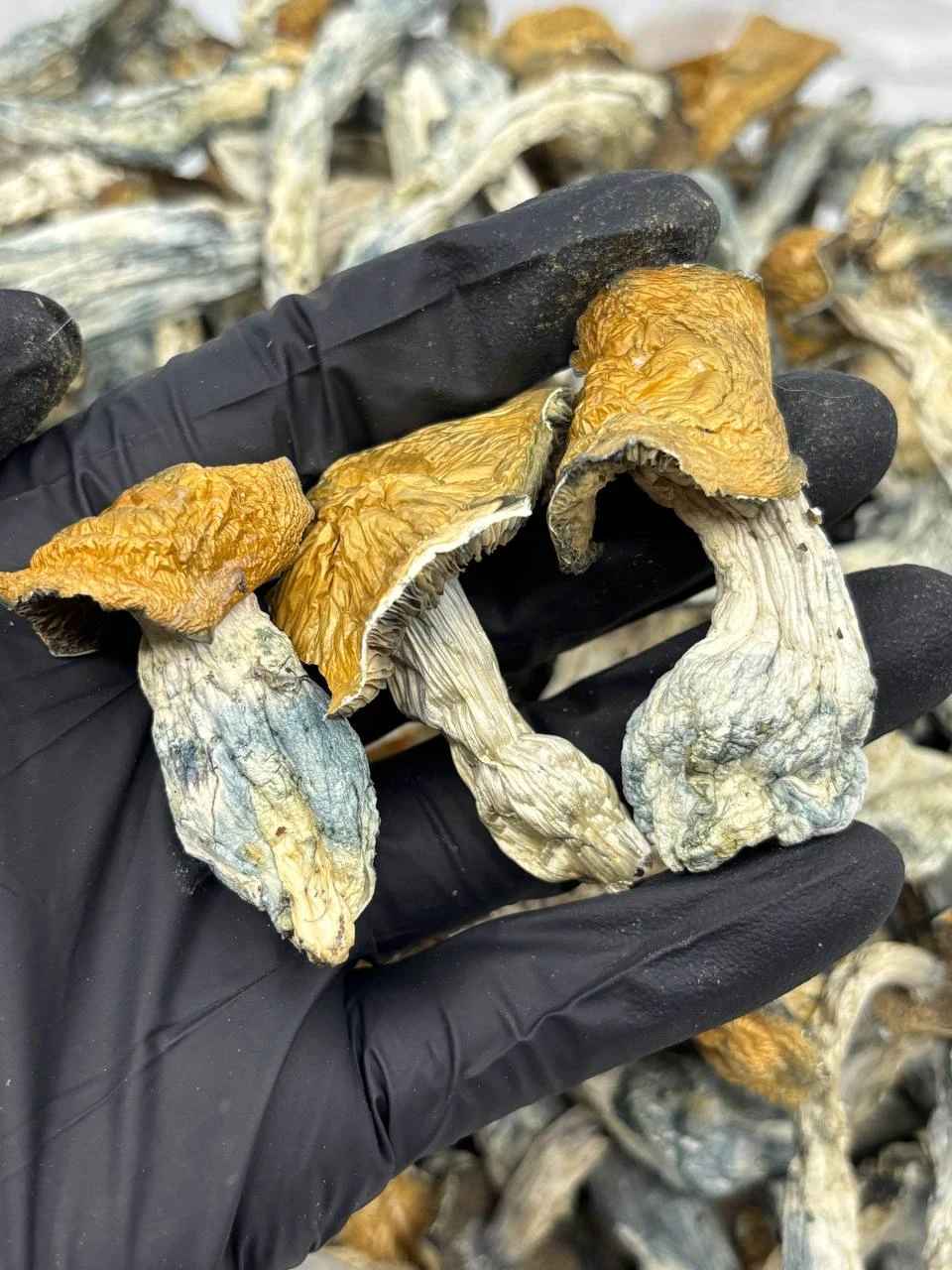 PENIS ENVY MUSHSHROOMS 🍄🌀