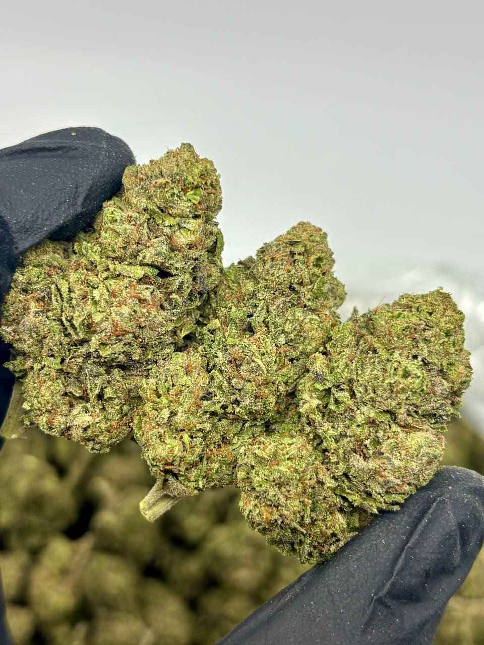 RAINBOW TRUFFLE 🏳️🌈🍄