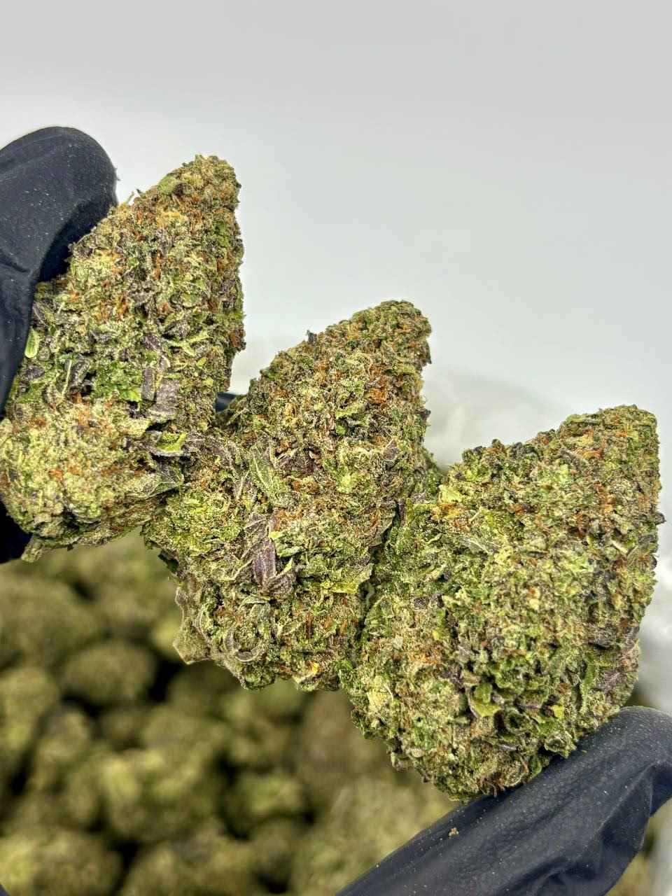 BERRY SKUNK 🫐🦨