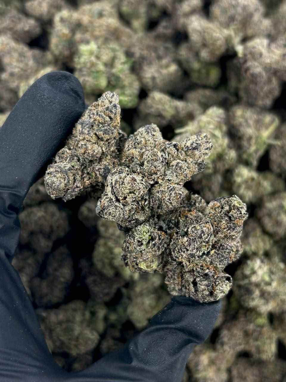 POTENT GAS π·β½οΈ