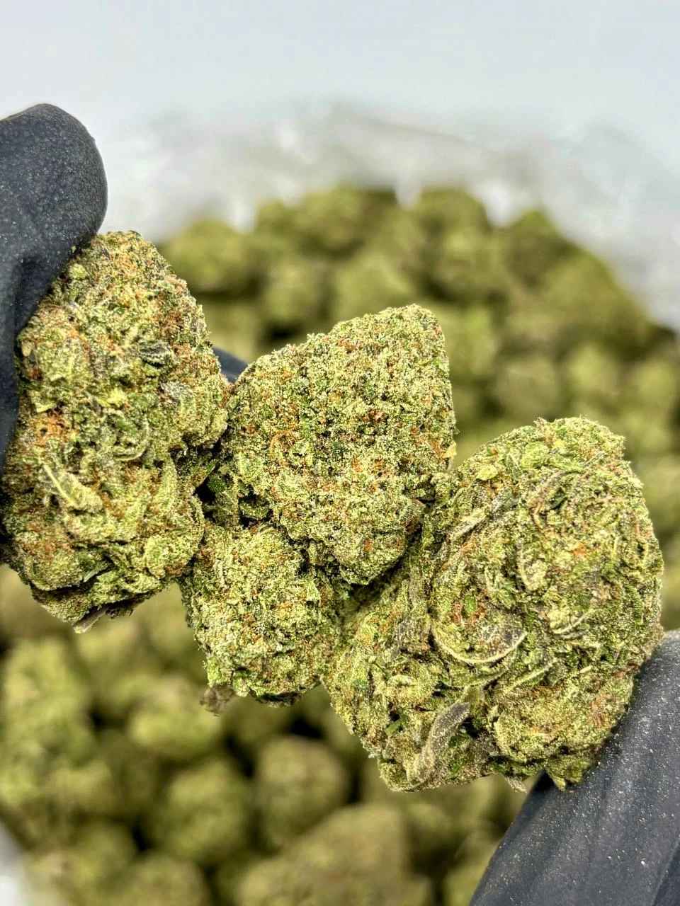 PINEAPPLE RUNTZ 🍍🔥