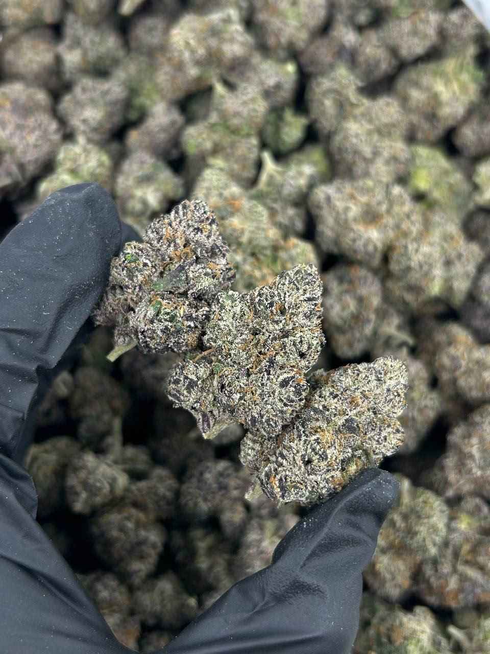 ALIEN ROCK CANDY 👽🍭