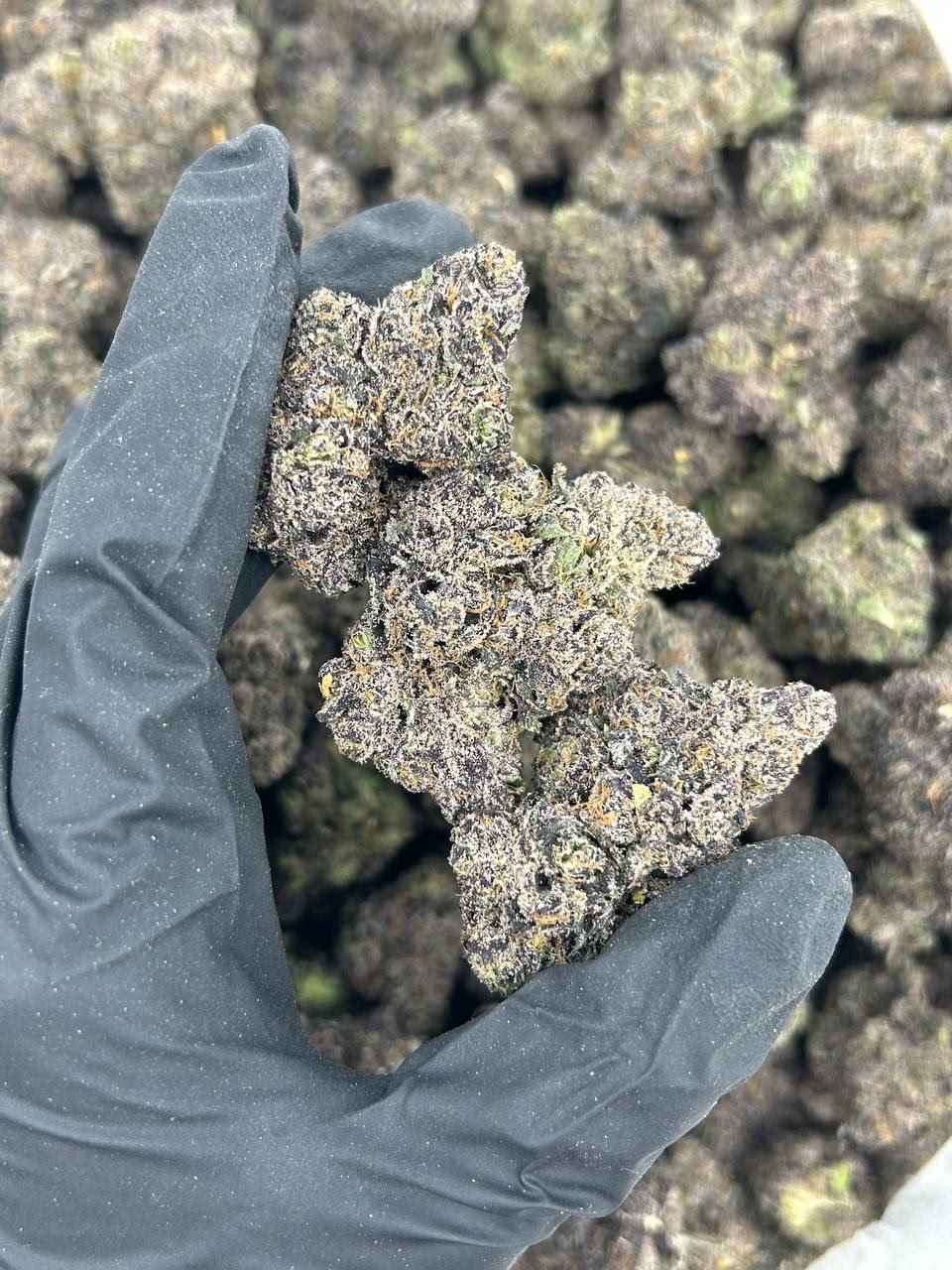 GALAXY GUMBO πβοΈ