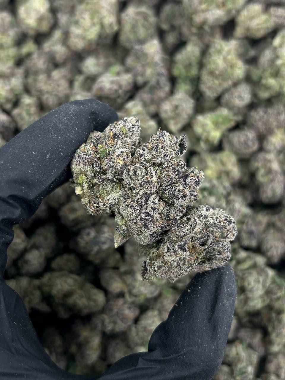 CANDY GRENADE MEDIUMS π¬π£