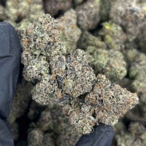 PURPLE TROLLI 🪱🍬