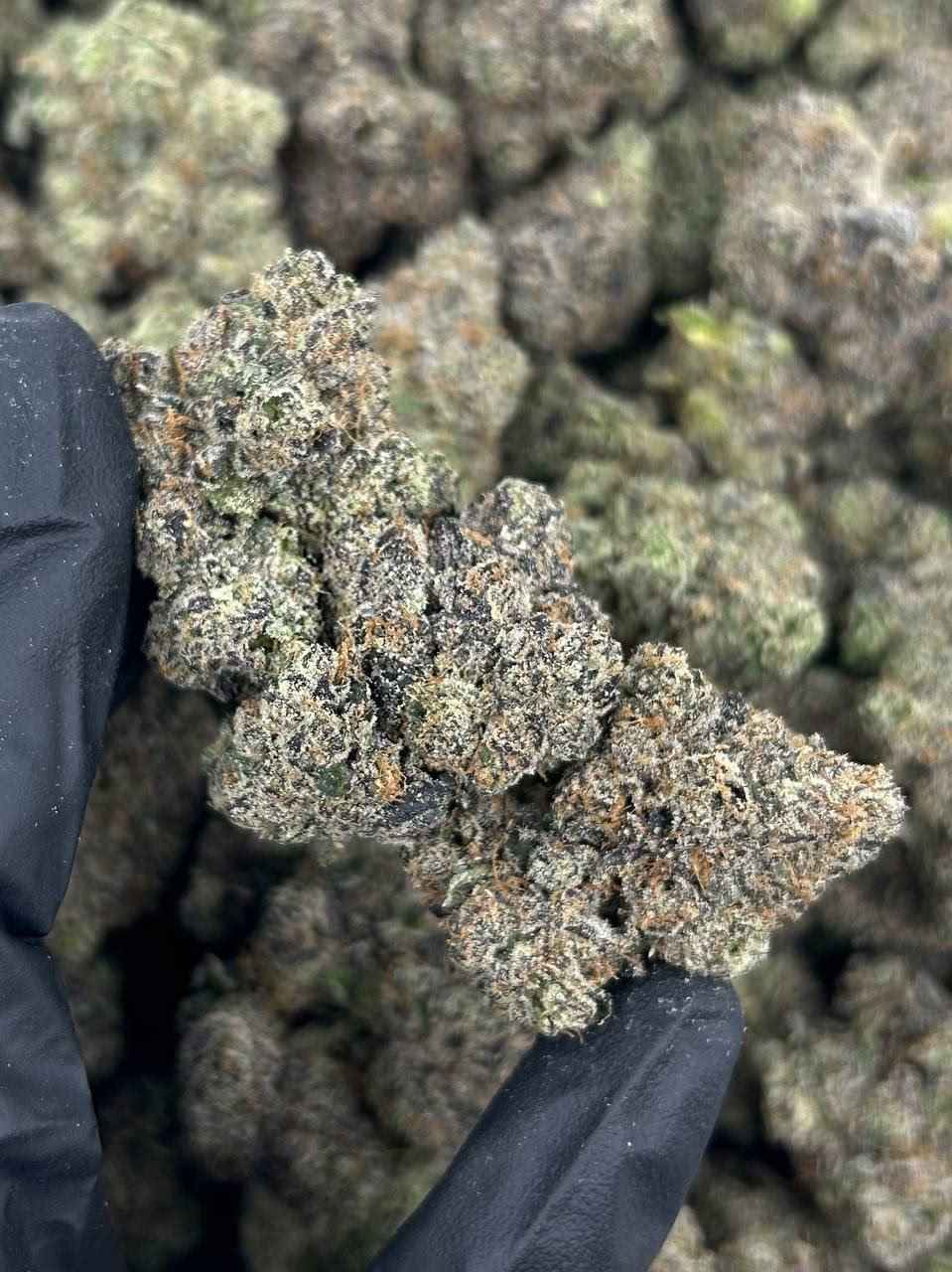 PURPLE TROLLI 🪱🍬