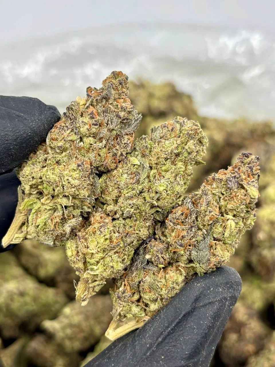 COTTON CANDY GRAPEZ 🍬🍇