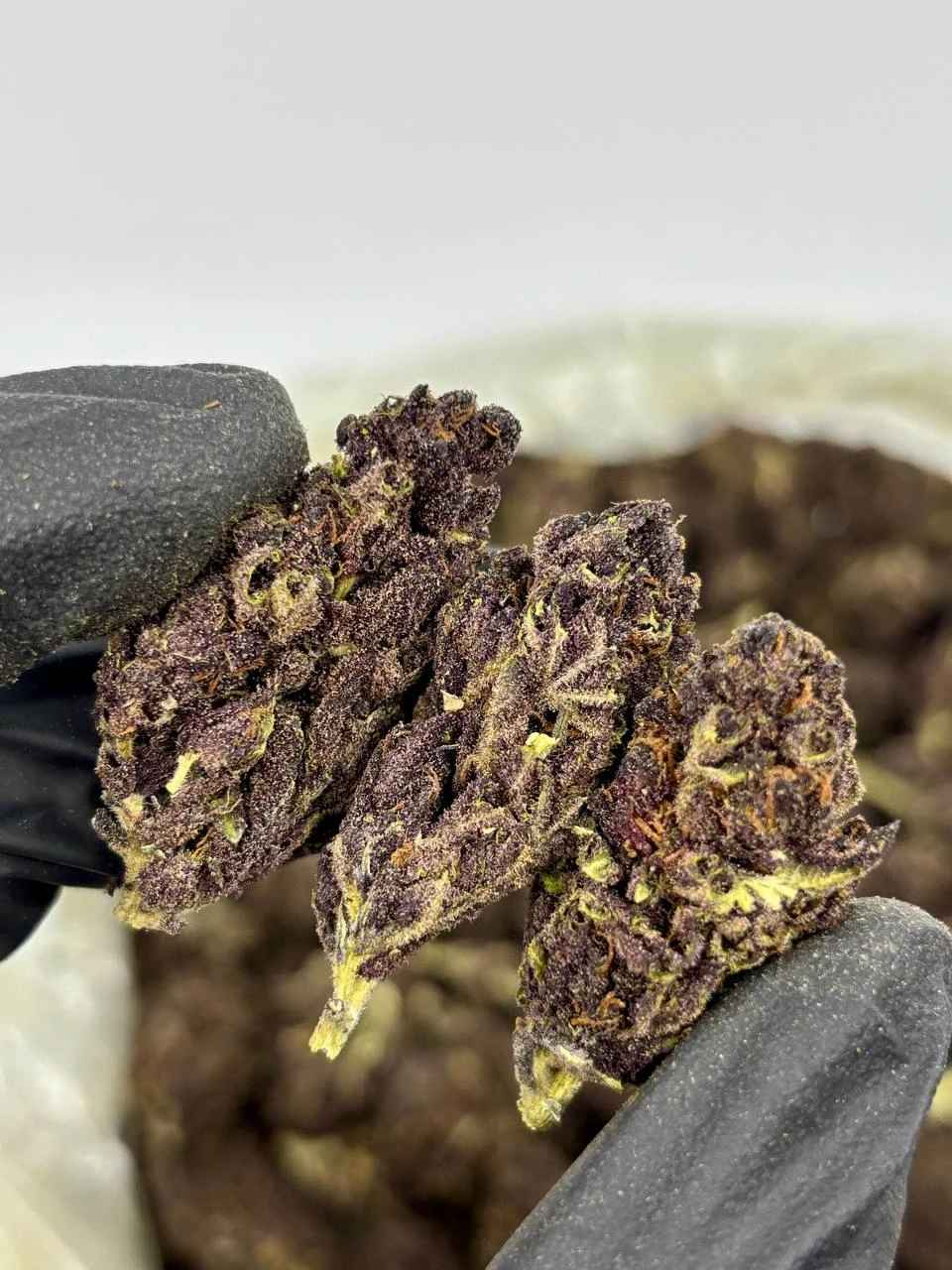 TROPICANA CHERRIES 🍹🍒