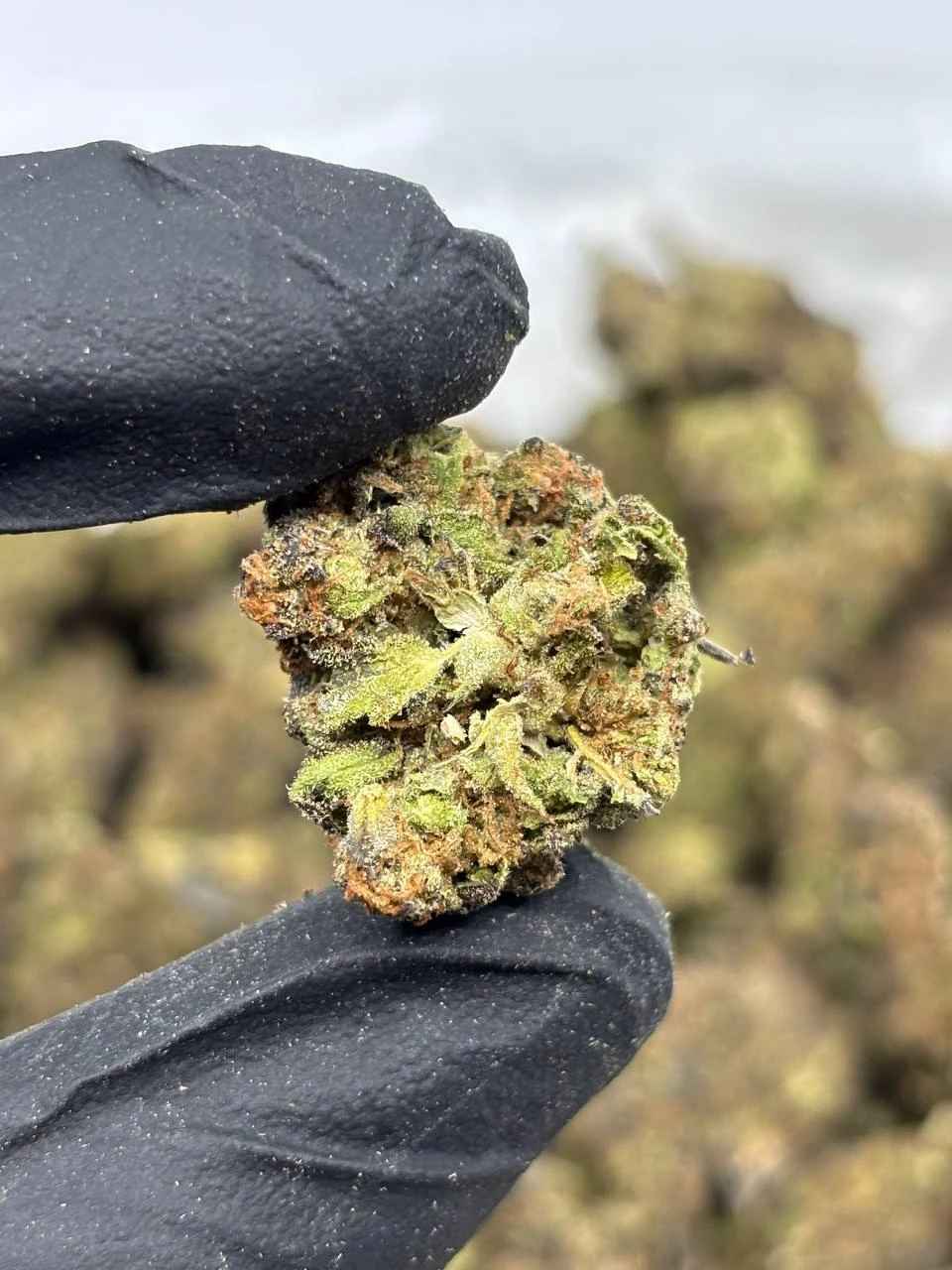 COTTON CANDY GRAPEZ 🍬🍇 - Image 2