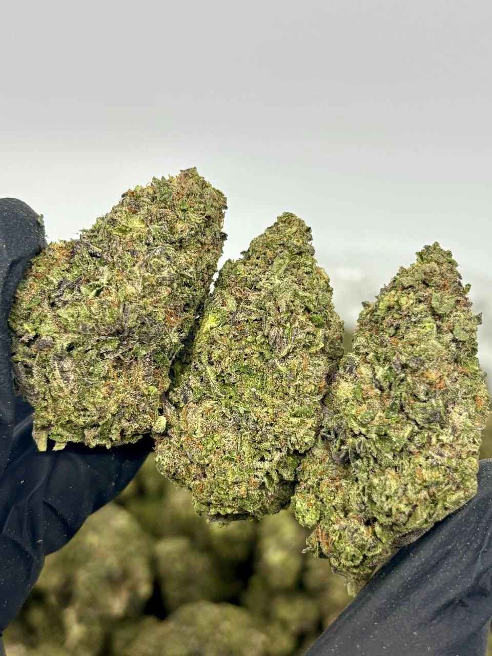 GLITTER BOMB ✨💣