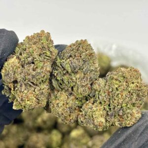 MODIFIED GRAPEZ 🦍🍇