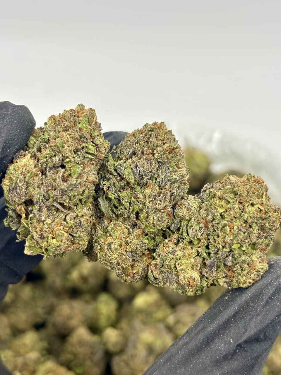 MODIFIED GRAPEZ 🦍🍇